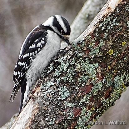 Woodpecker On A Mossy Tree_DSCF01262.jpg - Downy Woodpecker (Picoides pubescens) photographed at Ottawa, Ontario, Canada.